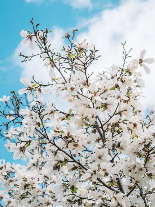 有关垂直拍摄, 天性, 植物群的免费素材图片