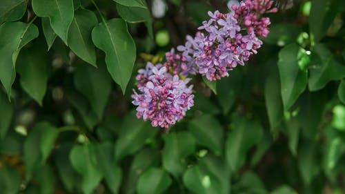 有关植物的, 植物群, 树叶的免费素材图片