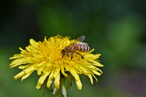 有关授粉, 昆虫, 植物群的免费素材图片