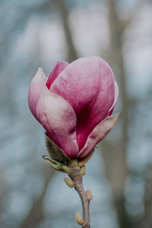 有关植物的, 植物群, 特写的免费素材图片