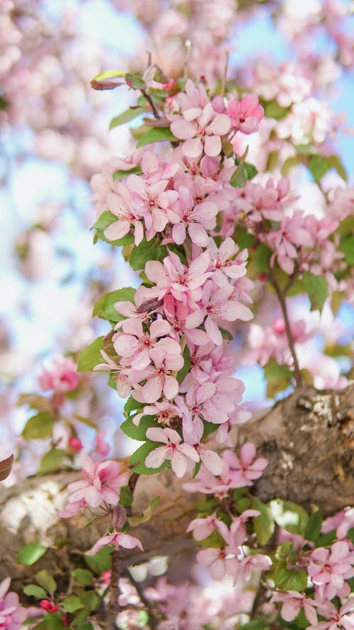 有关弹簧, 明亮, 植物的的免费素材图片
