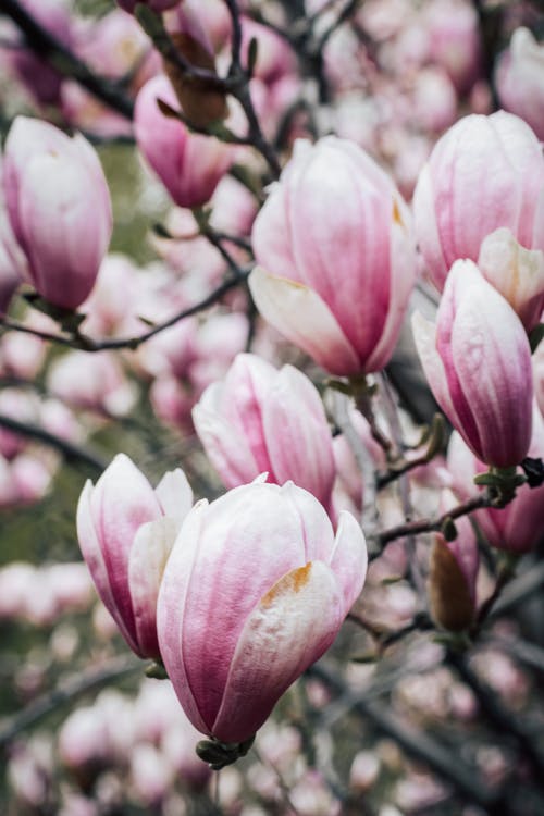 有关木兰花, 植物的, 植物群的免费素材图片