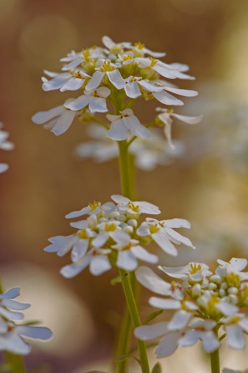 有关垂直拍摄, 春天的花朵, 模糊的背景的免费素材图片