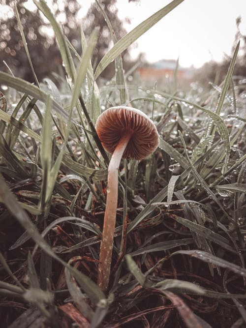 有关垂直拍摄, 壁纸, 景深的免费素材图片