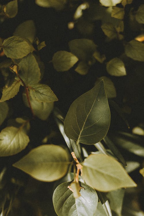 有关垂直拍摄, 干, 户外的免费素材图片