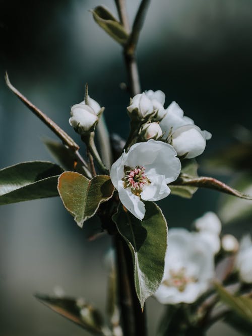 有关分公司, 工厂, 春天的免费素材图片