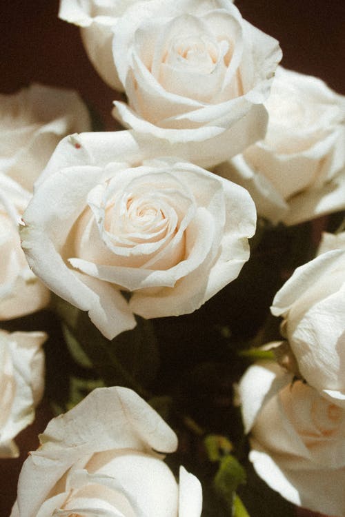 有关植物群, 特写, 白玫瑰的免费素材图片