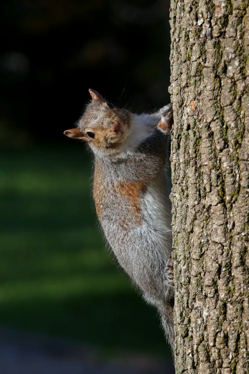 有关动物, 可爱, 可爱的的免费素材图片