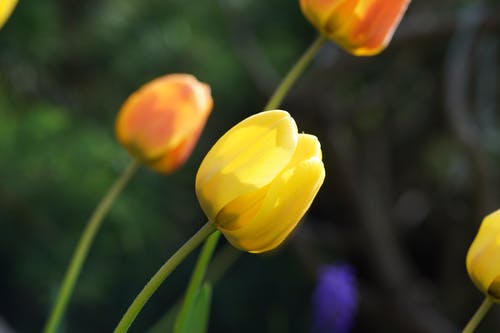 有关天性, 植物群, 模糊的背景的免费素材图片