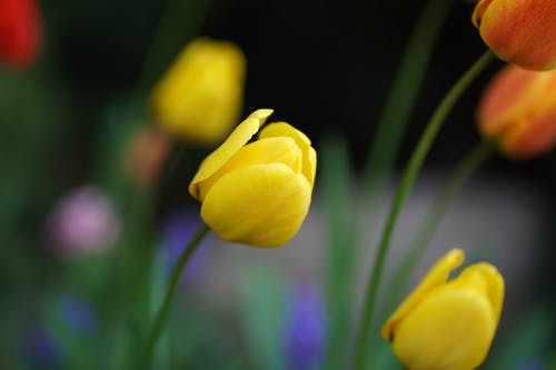 有关天性, 植物群, 模糊的背景的免费素材图片