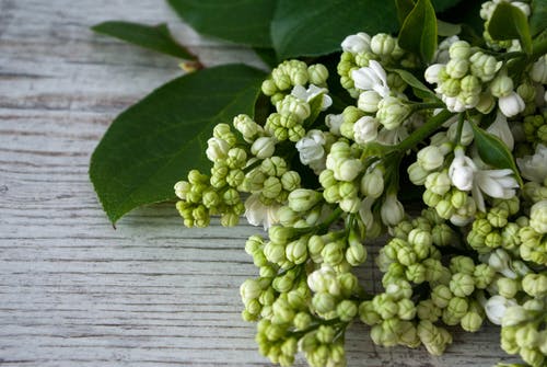 有关元素, 光, 分公司的免费素材图片