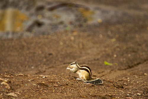 有关動物, 動物攝影, 可愛的免费素材图片