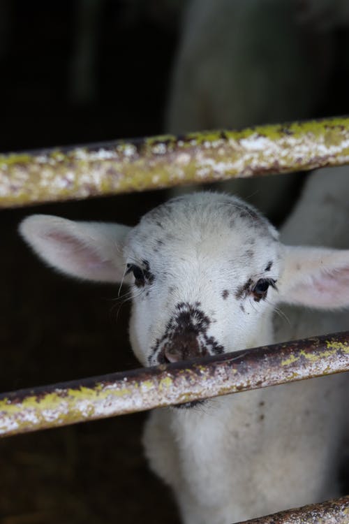 有关一瞥, 农事, 农家庭院的免费素材图片