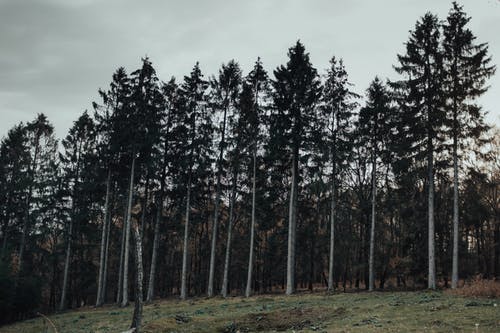 有关天性, 森林, 树林的免费素材图片