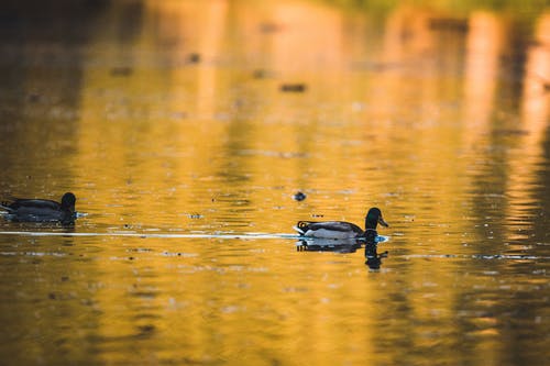 有关动物, 动物摄影, 水禽的免费素材图片