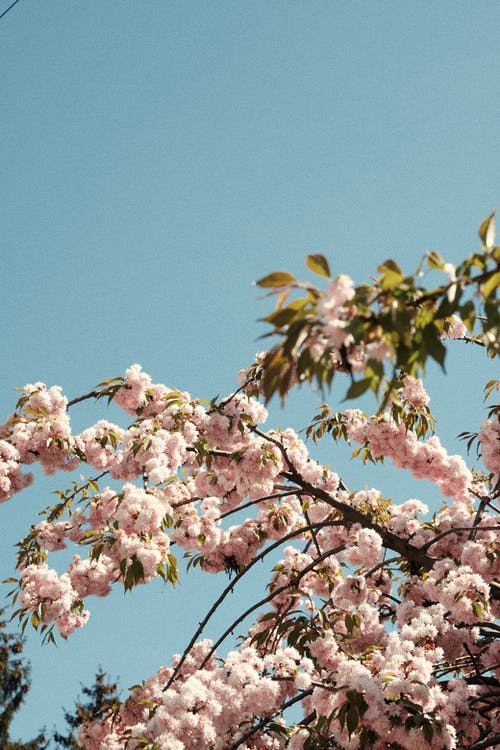 有关Copyspace, 从下面, 低角度的免费素材图片