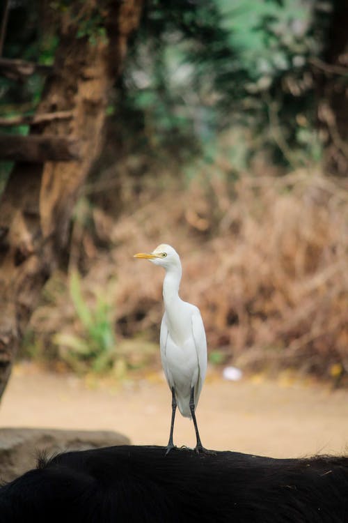 有关动物摄影, 垂直拍摄, 大白鹭的免费素材图片
