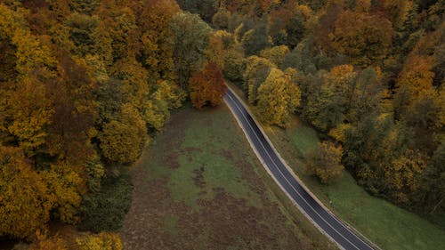 有关天性, 户外, 树木的免费素材图片