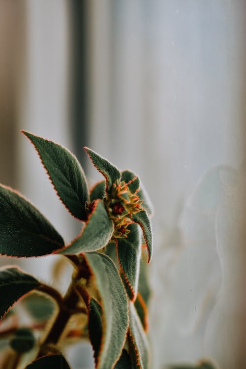 有关垂直拍摄, 宏观, 工厂的免费素材图片