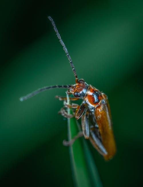 有关垂直拍摄, 小虫, 微距拍摄的免费素材图片