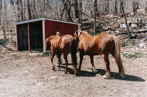 有关动物摄影, 牲畜, 稳定的免费素材图片