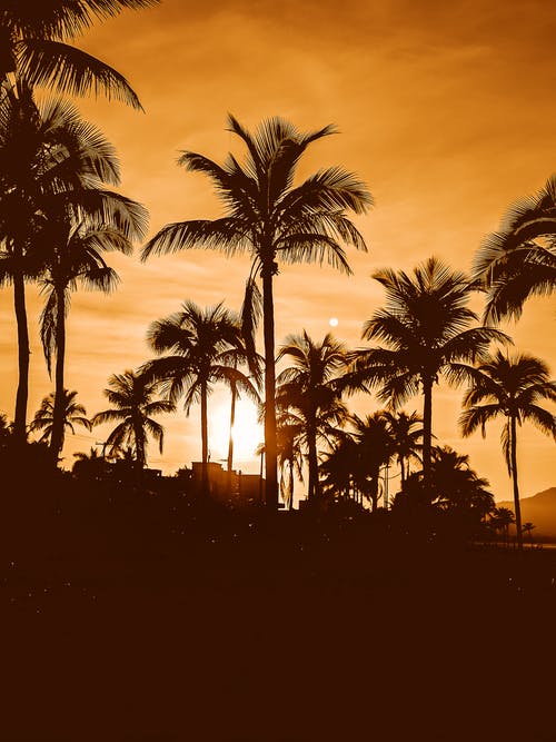 有关剪影, 垂直拍摄, 天性的免费素材图片