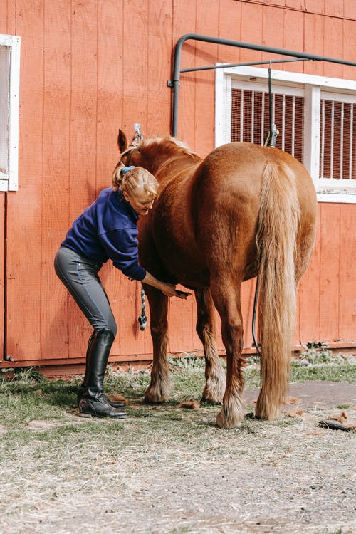 有关動物, 哺乳動物, 垂直拍摄的免费素材图片