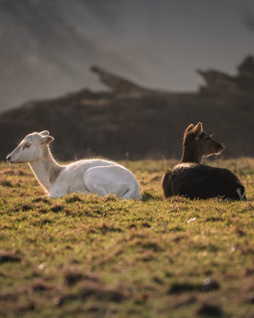 有关动物学, 动物, 可爱的免费素材图片