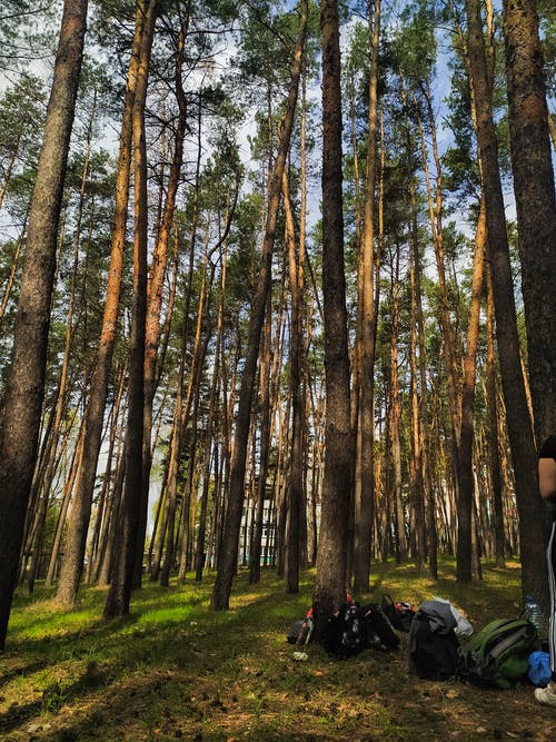 有关垂直拍摄, 天性, 森林的免费素材图片