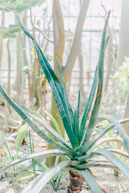 有关公園, 分公司, 味道的免费素材图片