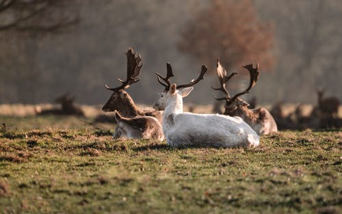 有关一群动物, 冷静, 动物学的免费素材图片