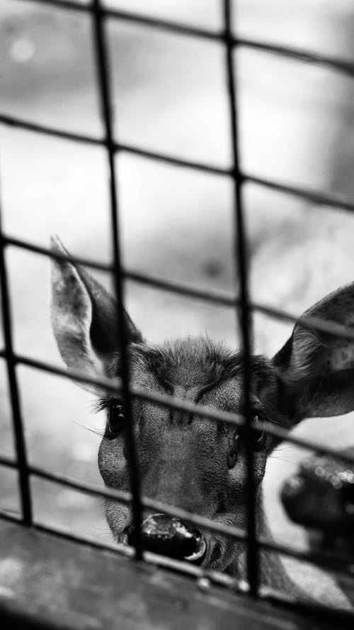 有关俘虏, 动物, 哺乳动物的免费素材图片