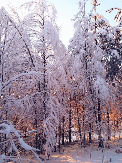 有关冬季, 冬季森林, 冰的免费素材图片