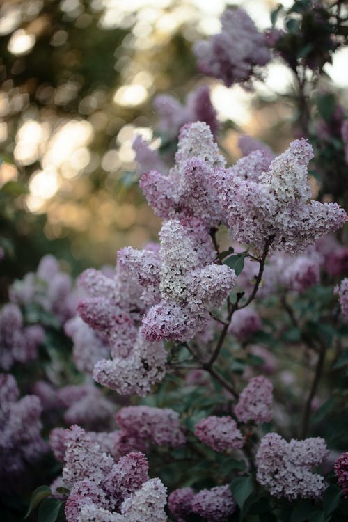 有关垂直拍摄, 春天的花朵, 漂亮的免费素材图片
