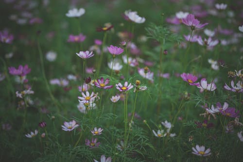 有关微妙, 植物群, 特写的免费素材图片