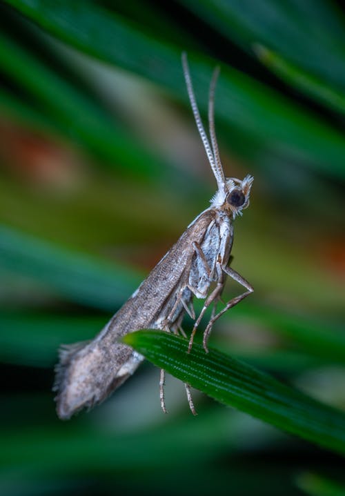 有关垂直拍摄, 景深, 棲息的免费素材图片