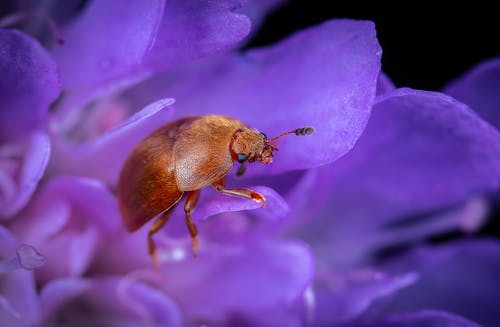 有关小蟲, 微距拍摄, 昆蟲的免费素材图片