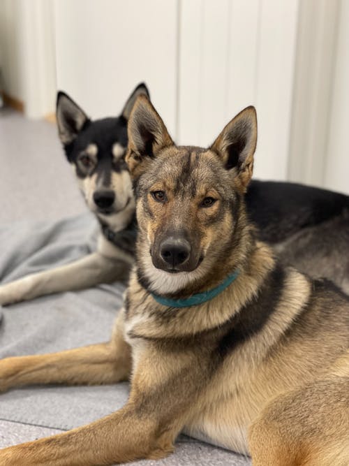 有关伴侣, 可爱, 可爱的的免费素材图片