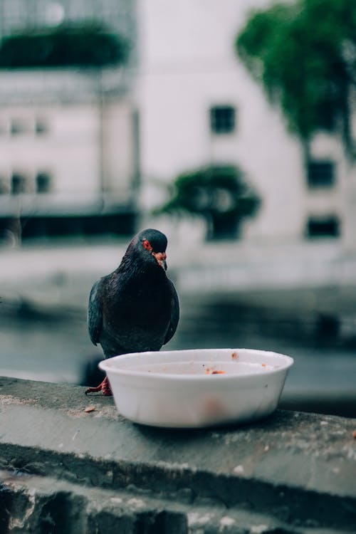 有关columba palumbus, 动物学, 动物的免费素材图片