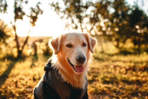 有关伸出舌头, 光, 动物的免费素材图片