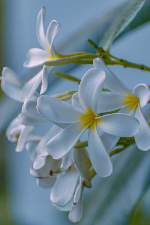 有关微妙, 特写, 白色的花朵的免费素材图片