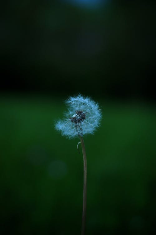 有关垂直拍摄, 宏观, 干的免费素材图片