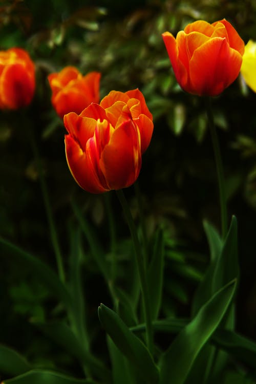 有关充满活力, 垂直拍摄, 增长的免费素材图片