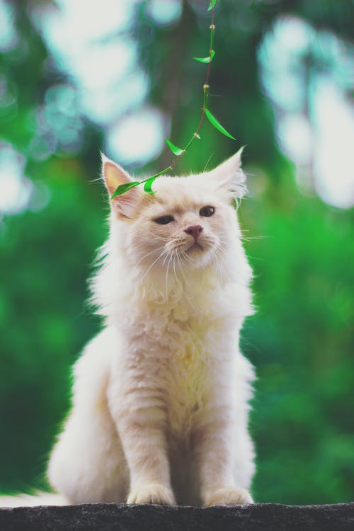 有关@户外, 乌杜皮, 动物的免费素材图片