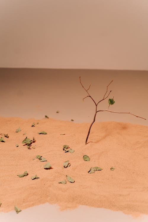 有关乾旱, 乾燥, 乾的的免费素材图片