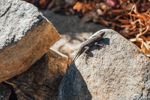有关伪装, 动物摄影, 夏天的免费素材图片