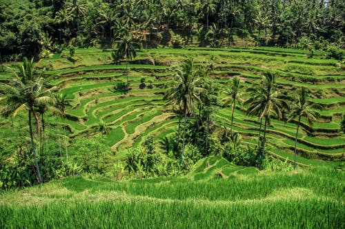 有关户外, 景观, 水稻梯田的免费素材图片