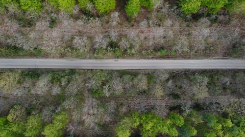 有关俯視圖, 樹木, 無人機攝影的免费素材图片