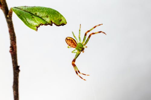 有关恐怖症, 挂, 昆虫学的免费素材图片