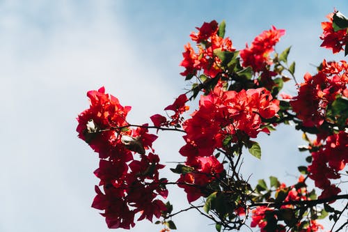 有关Copyspace, 九重葛, 从下面的免费素材图片